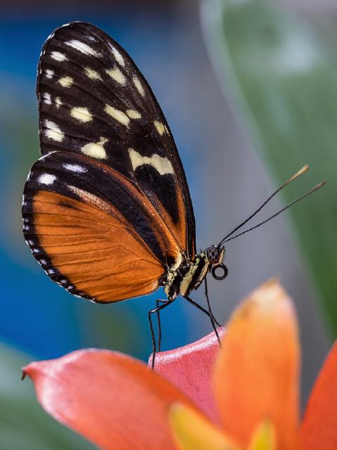 Steffen Mahler - butterfly beauty