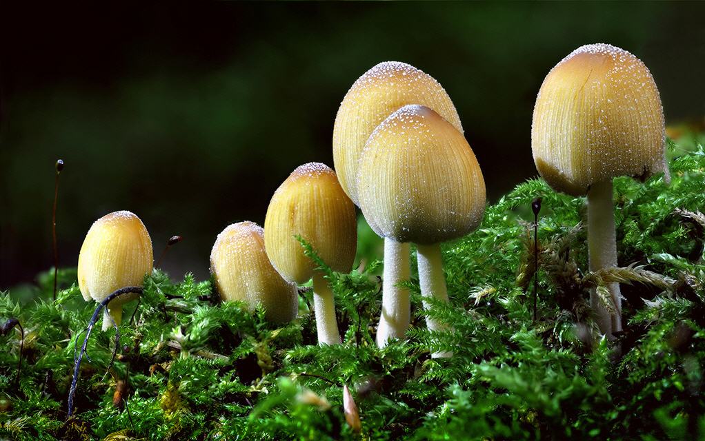 Hans Günther - mushrooms