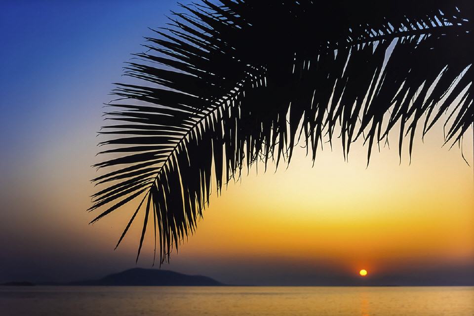 Steffen Mahler - Palm Leaf Sunset